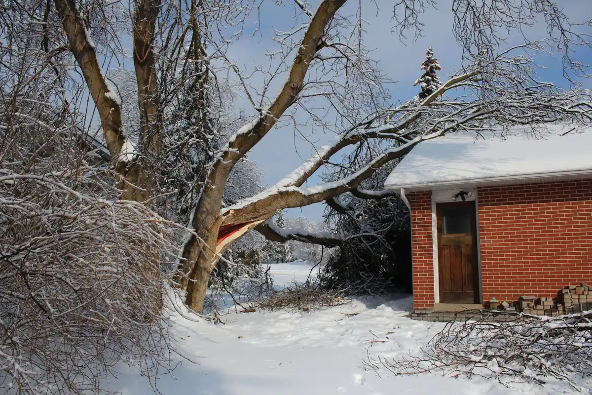 A large tree has fallen across the roof of a two-story house, with bare branches over the shingles.