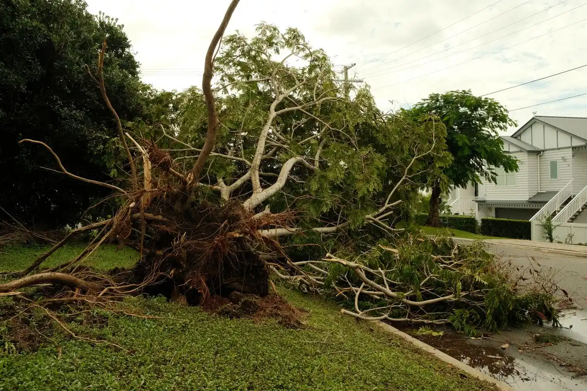 An uprooted tree lying across a paved residential street, with the root ball exposed and houses behind it.